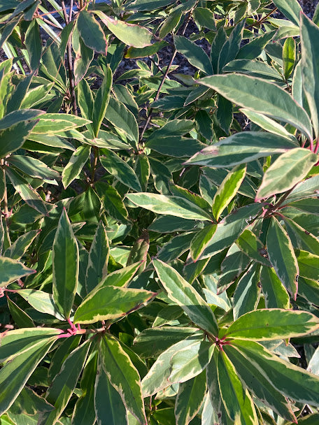 Illicium floridanum 'Southern Star'