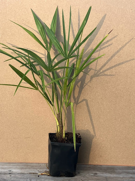 Trachycarpus fortunei "Taylor's"