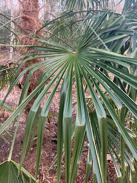 Trachycarpus fortunei "Taylor's"