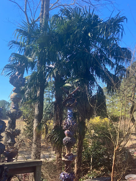 Trachycarpus fortunei "Taylor's"