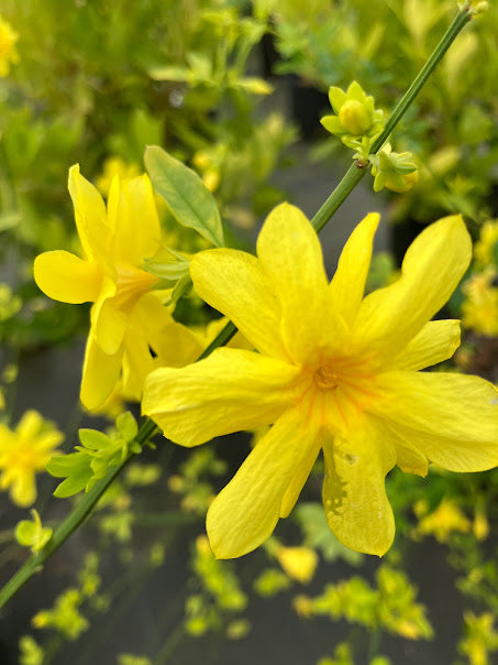 Jasminum mesnyi 'Gold Tip'