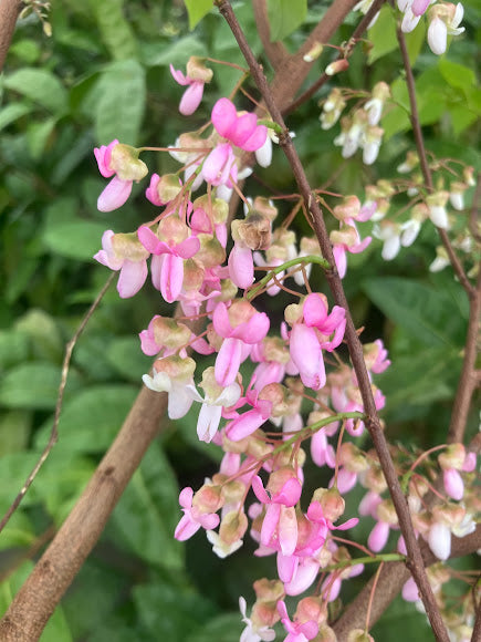 Cercis chuniana RARE