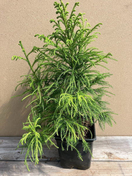 Cryptomeria japonica 'Pom Pom'