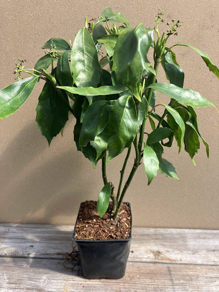 Aucuba japonica 'Tatsumaki'