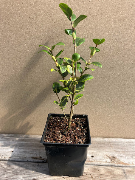 Camellia 'Golden Phoenix'