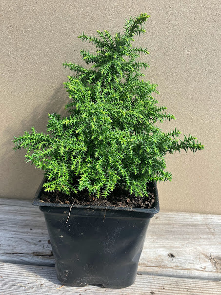 Cryptomeria japonica 'Ed Wood's' RARE