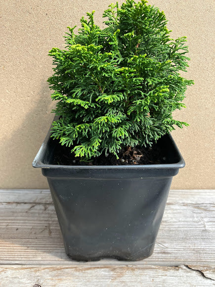 chamaecyparis potted plant Chamaecyparis obtusa 'Butterball' – Garden Treasures Nursery