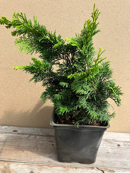 Chamaecyparis obtusa 'Nana Lutea'