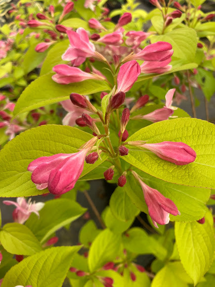 Weigela florida 'Looymansii Aurea'