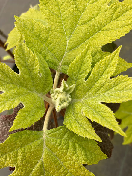Hydrangea quercifolia 'Little Honey'