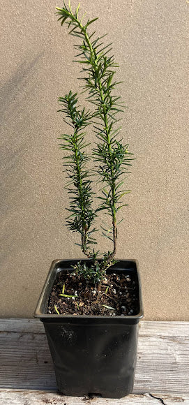 Taxus cuspidata 'Dwarf Bright Gold'