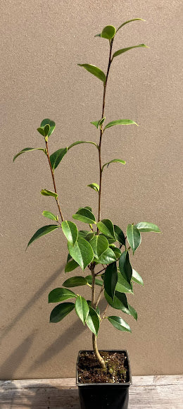 Camellia 'Inferno' RARE