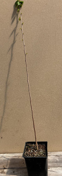 Cercis chuniana RARE