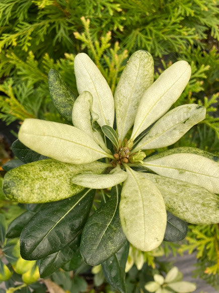 Pittosporum tobira 'Spring Bouquet' RARE