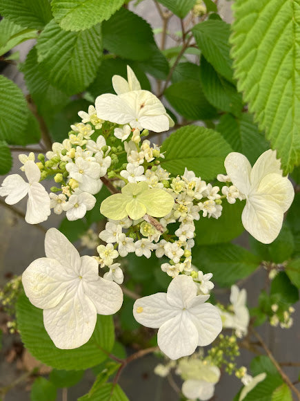 Viburnum plicatum 'Copper Ridges'