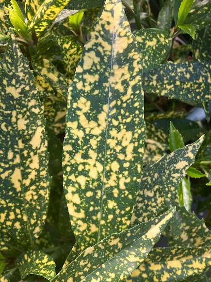 Aucuba japonica 'Hosoba Hoshifu'