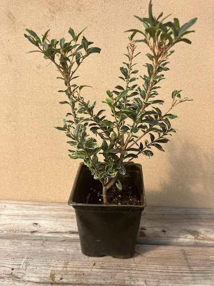 Osmanthus heterophyllus 'Kembu'