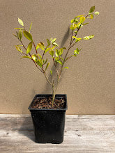 Camellia 'Konkin Gold'