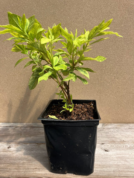 Rhododendron x pulchrum "Matsuda Gold" RARE
