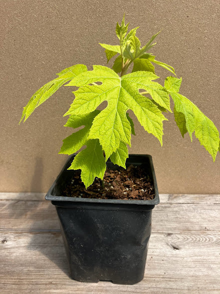 Hydrangea quercifolia 'Little Honey'