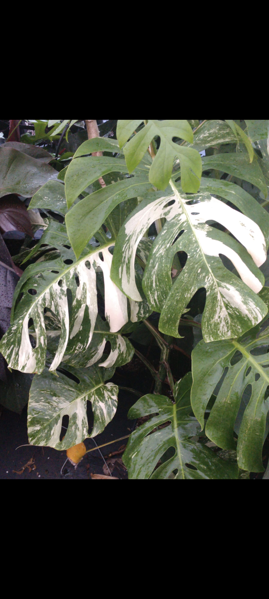 Monstera deliciosa var. borsigiana 'Albo Variegata'