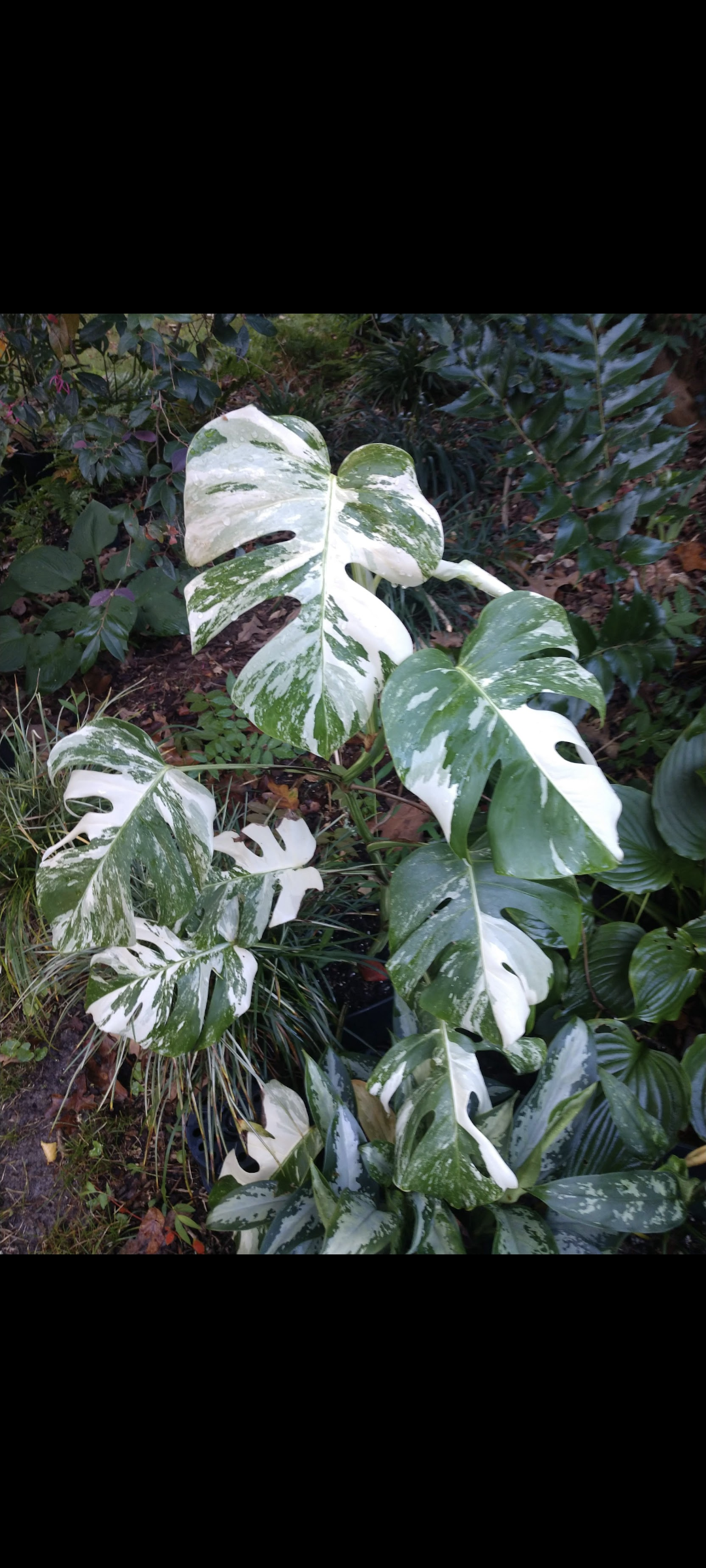 Monstera deliciosa var. borsigiana 'Albo Variegata'