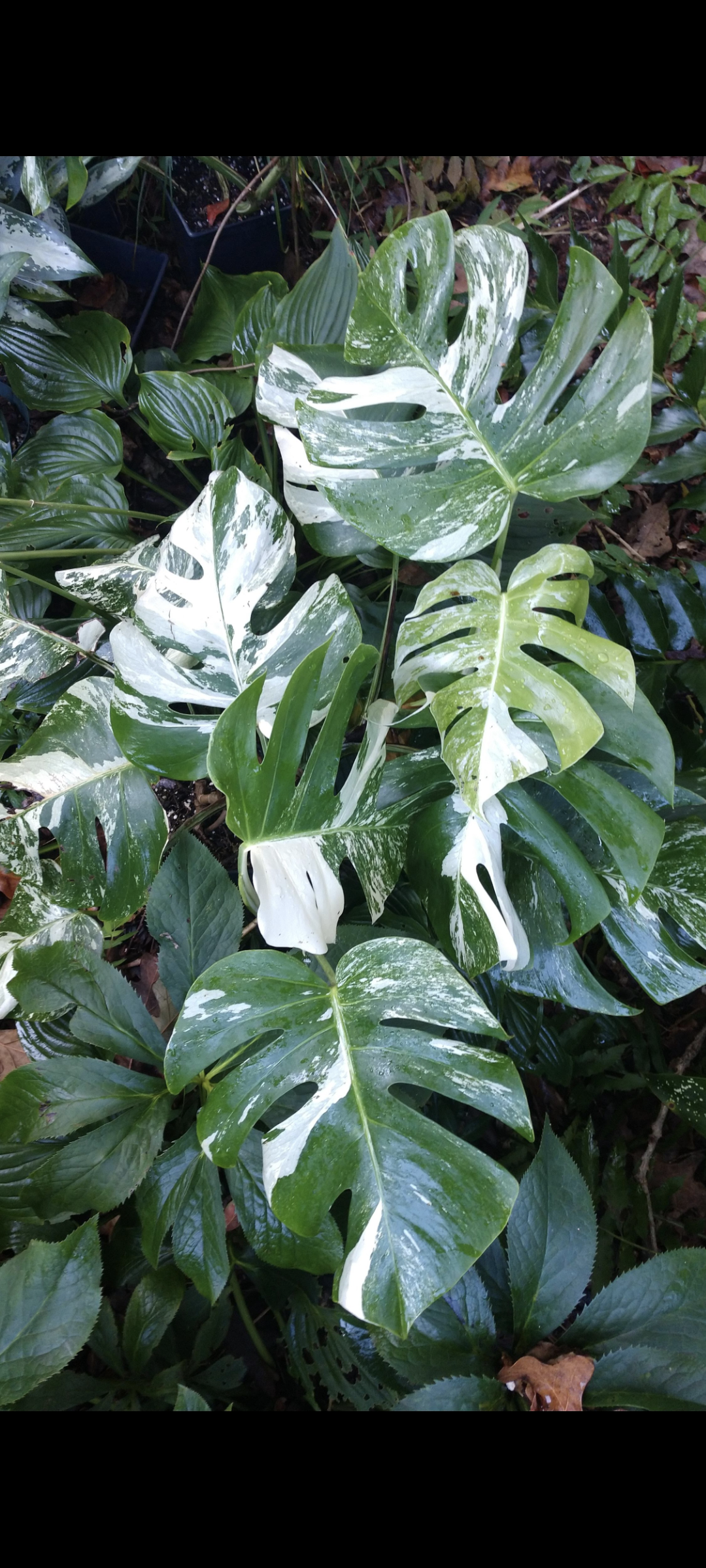 Monstera deliciosa var. borsigiana 'Albo Variegata'