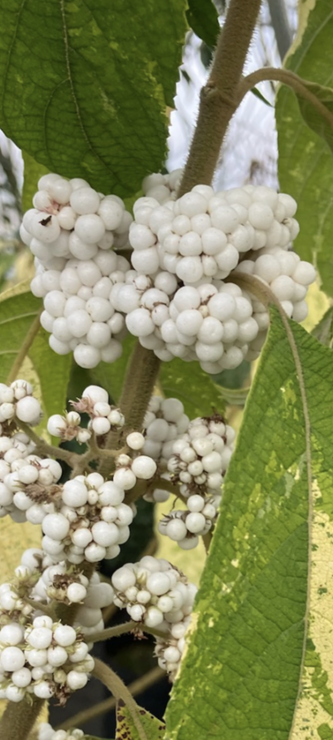 Callicarpa kochiana 'Tosa no homare' RARE