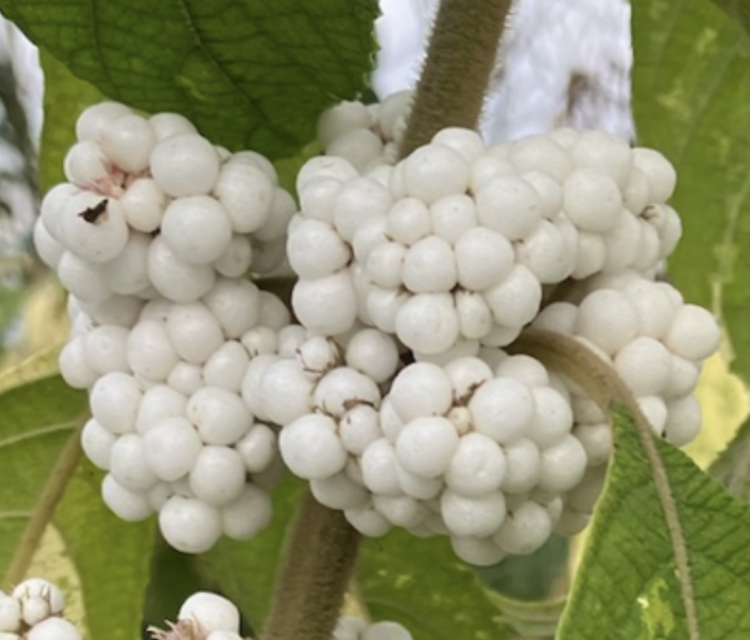 Callicarpa kochiana 'Tosa no homare' RARE
