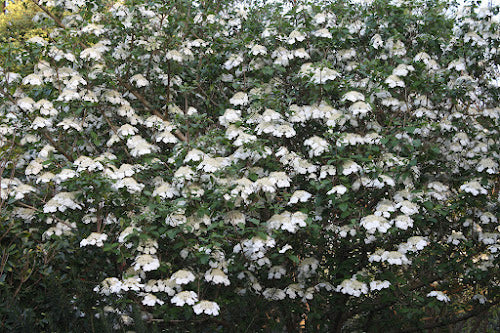 Viburnum macrocephalum var. keteleeri