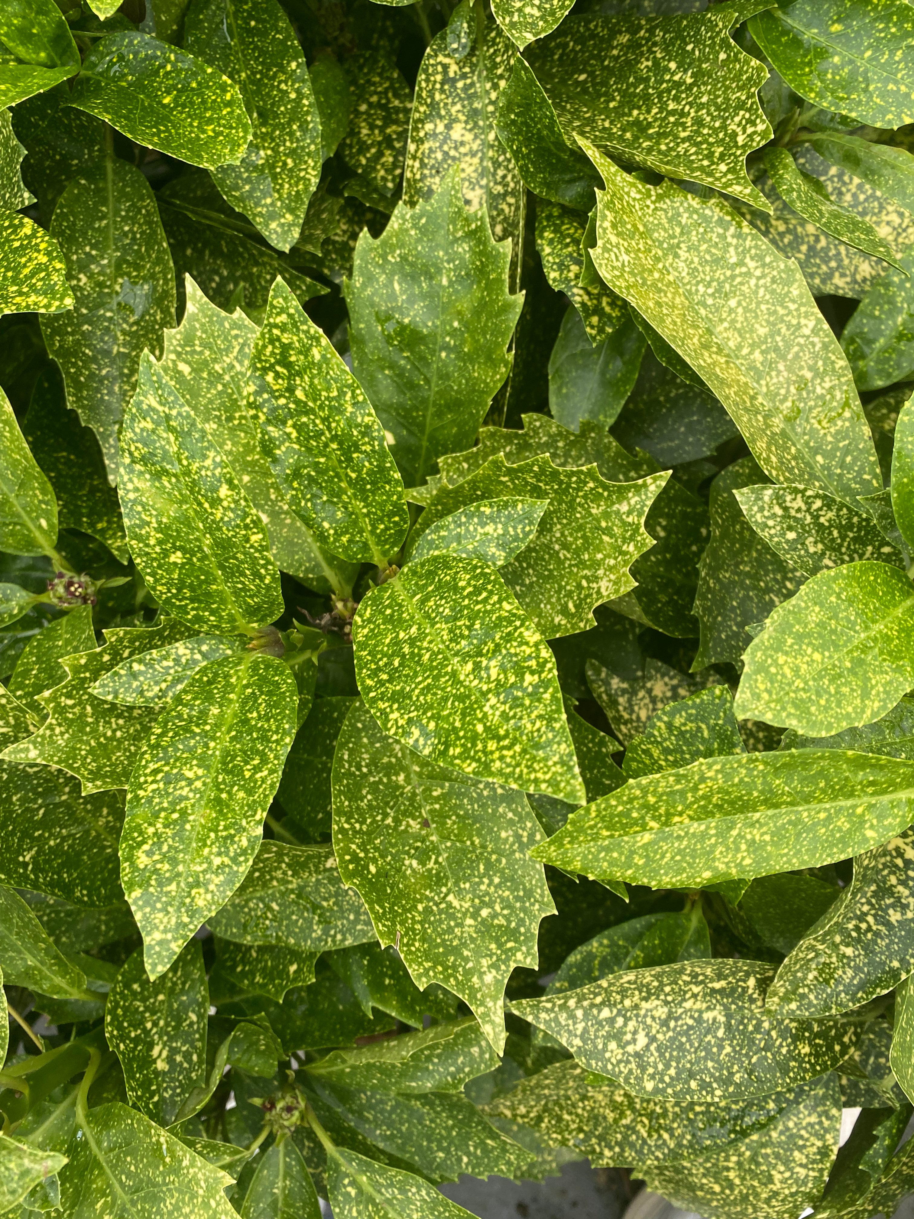 japanese laurel house plant Aucuba japonica 'Shilpot' – Garden Treasures Nursery