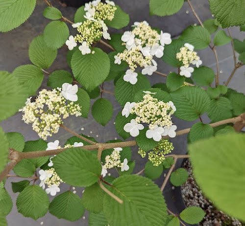 Viburnum plicatum 'Copper Ridges'