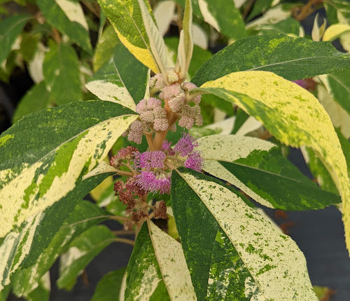 Callicarpa kochiana 'Tosa no homare' RARE