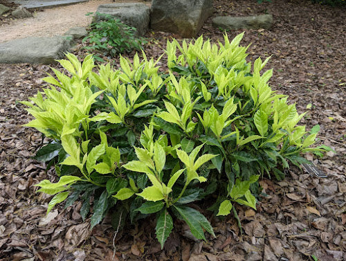 Aucuba japonica 'Natsu No Kumo' RARE