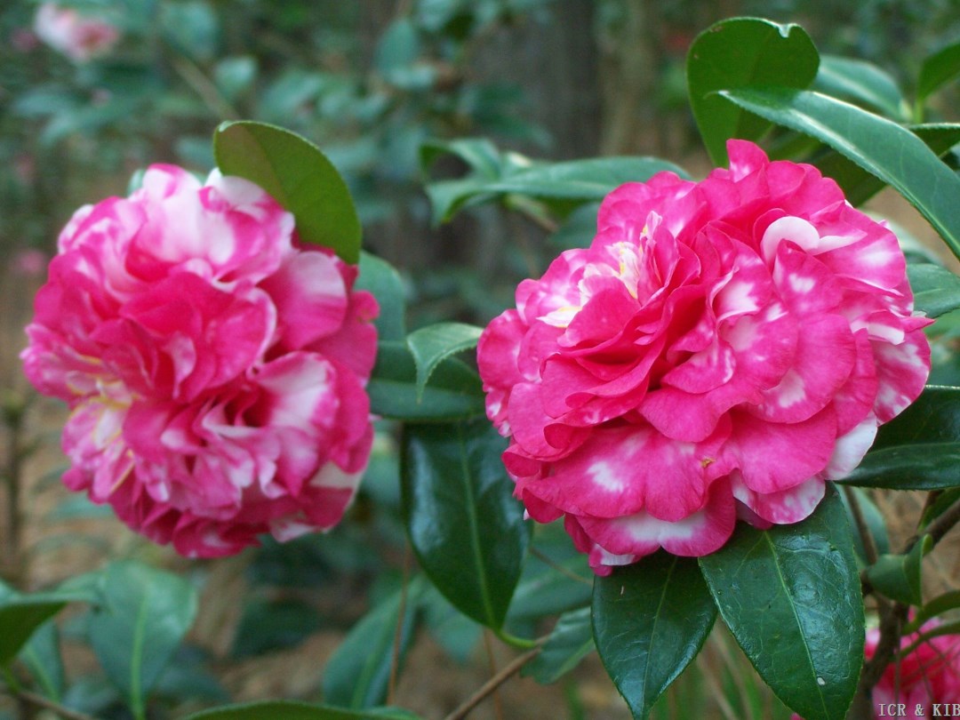 Camellias for Spring Blooming