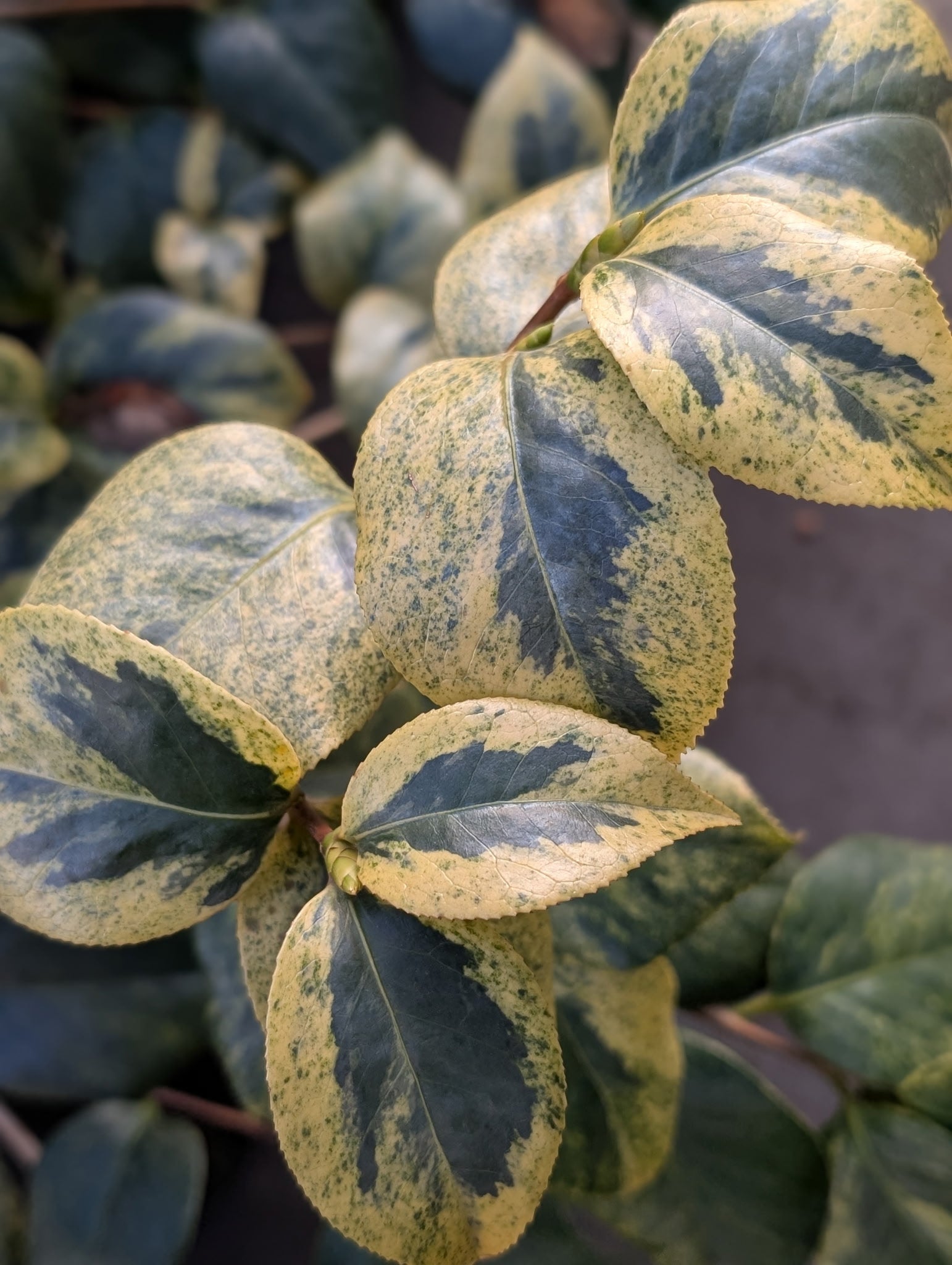 Variegated & Unique!