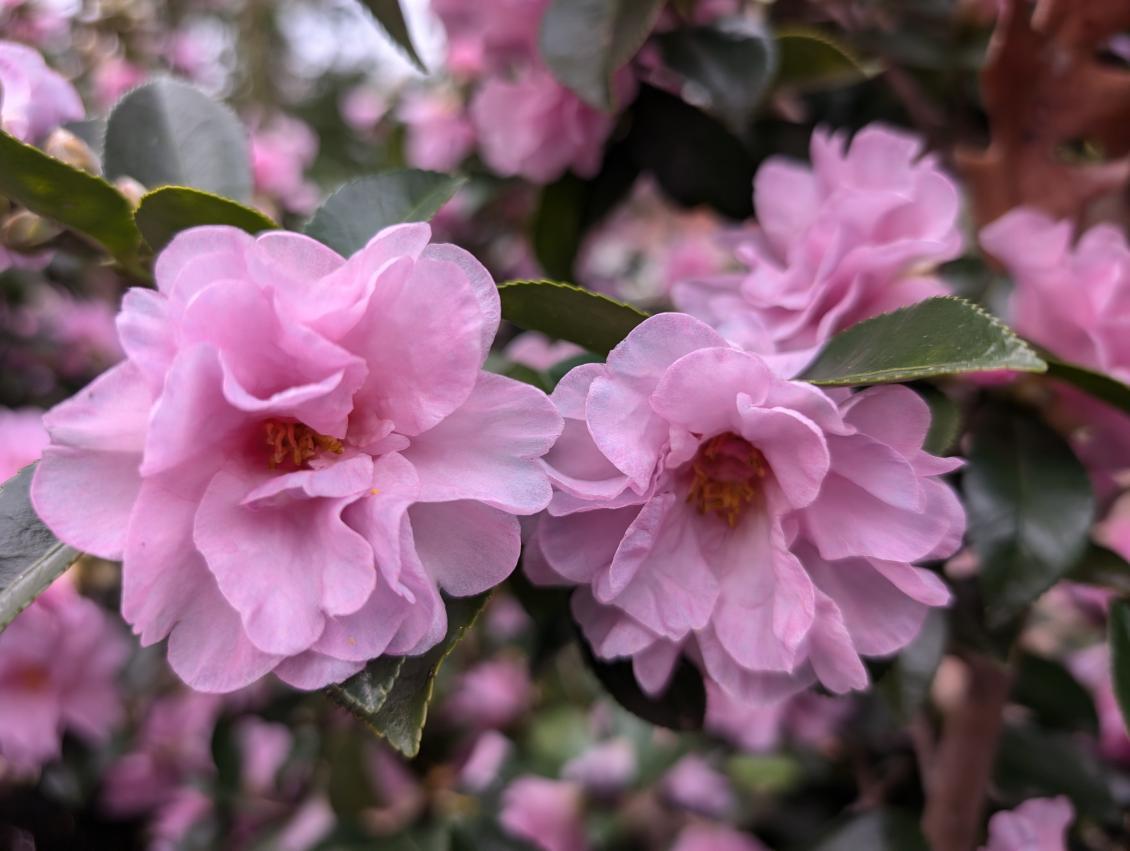 Camellias for Fall & Winter Blooming