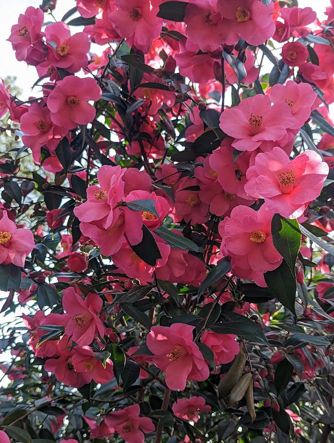 Gardenias – Garden Treasures Nursery