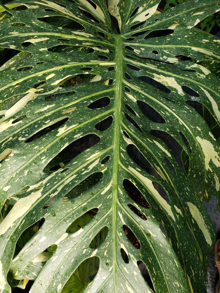 Monstera