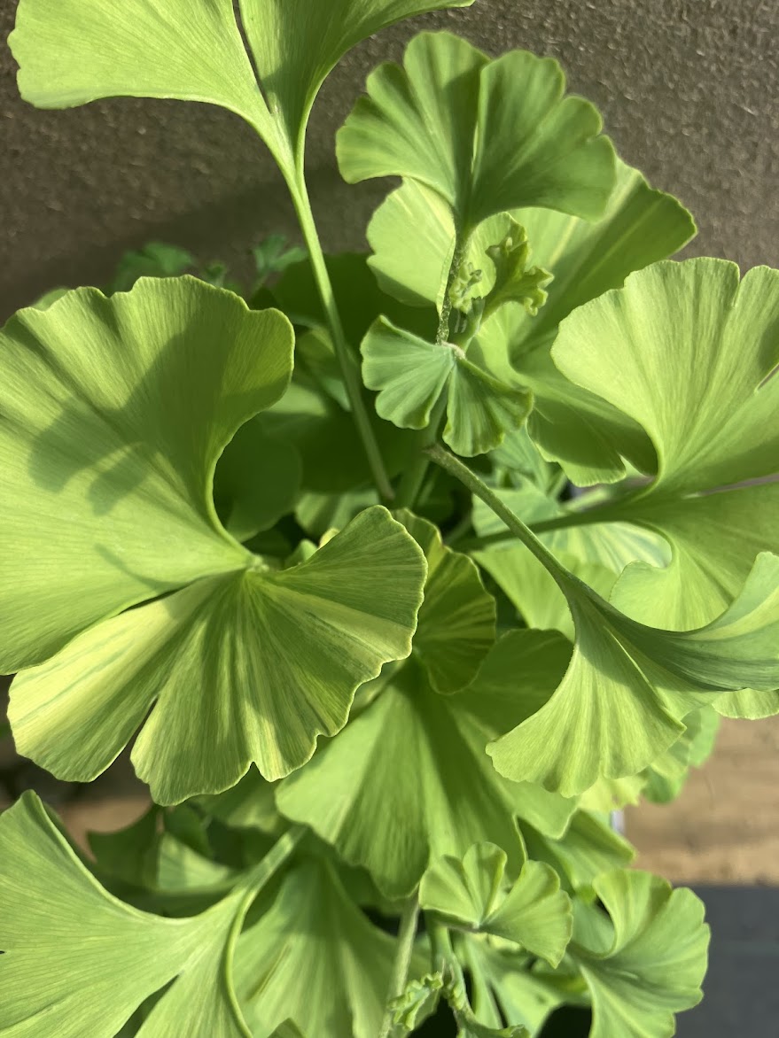 Ginkgo Biloba