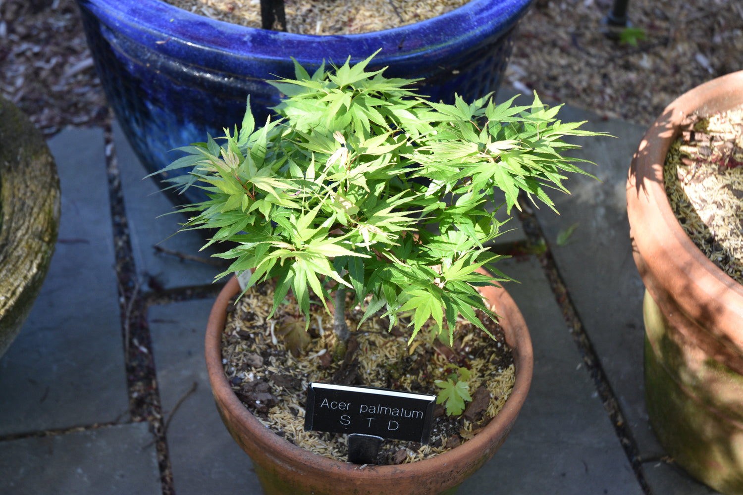 Japanese Maples
