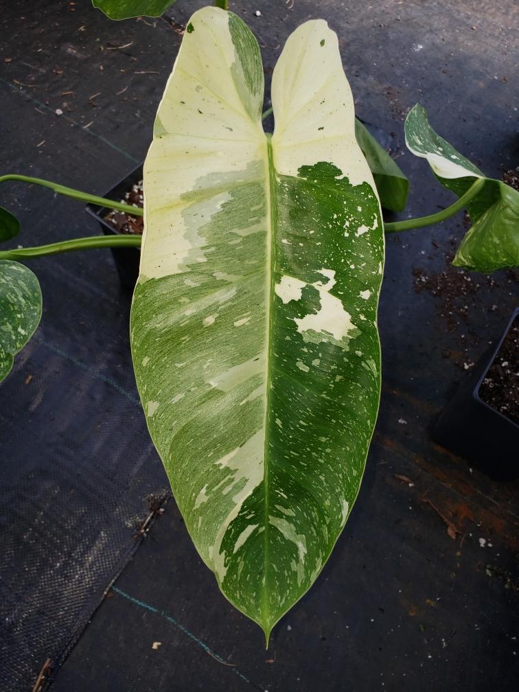 Philodendrons