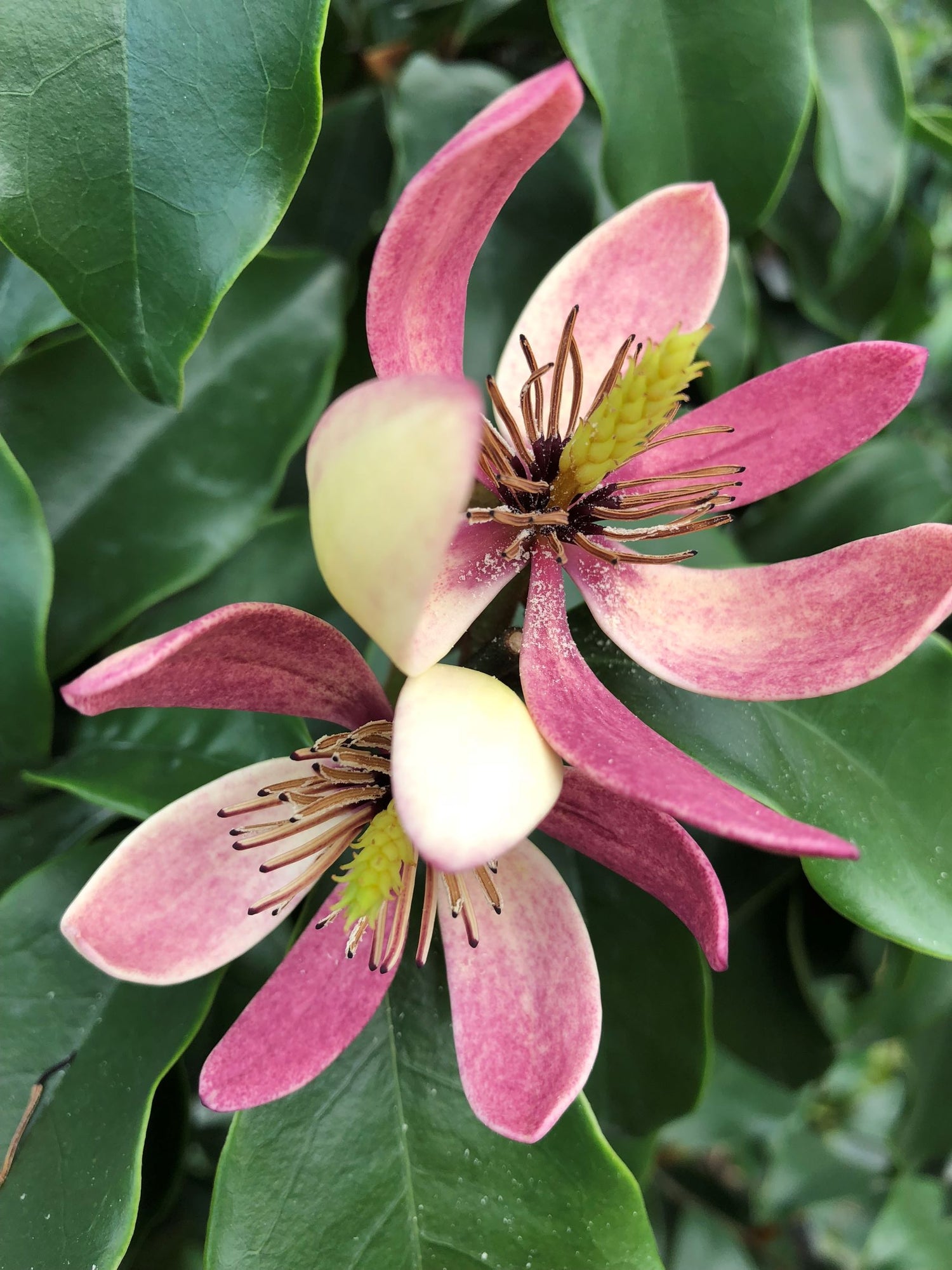Woody Shrubs