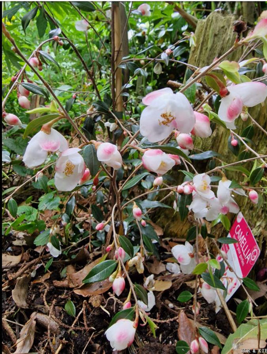 Camellia x 'Elina'