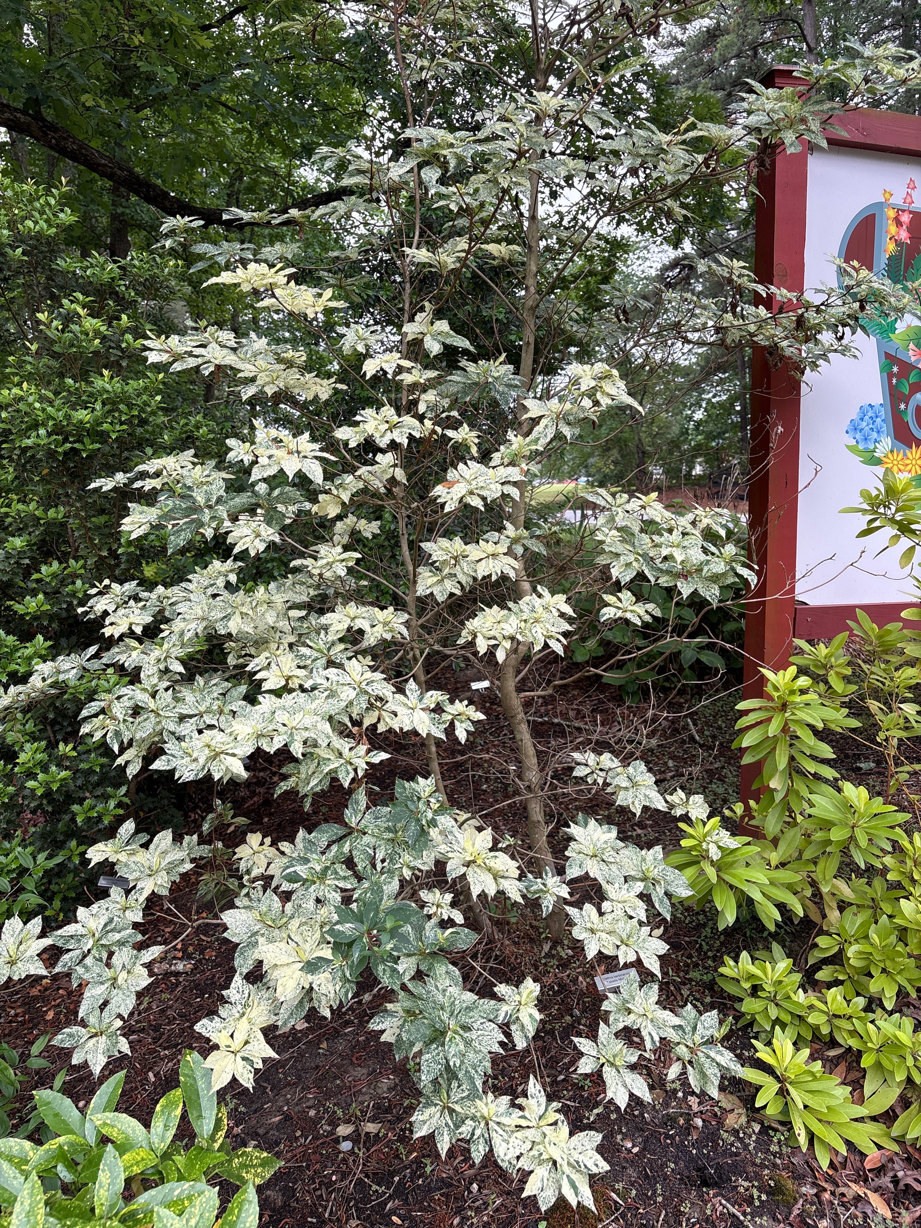 Clethra barbinervis 'Takeda Nishiki' – Garden Treasures Nursery