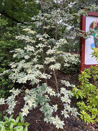 Clethra barbinervis 'Takeda Nishiki'