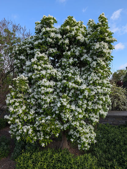 Chionanthus retusus 'Tokyo Tower'