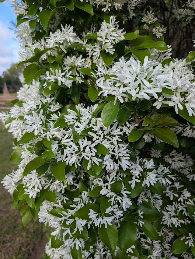 Chionanthus retusus 'Tokyo Tower'