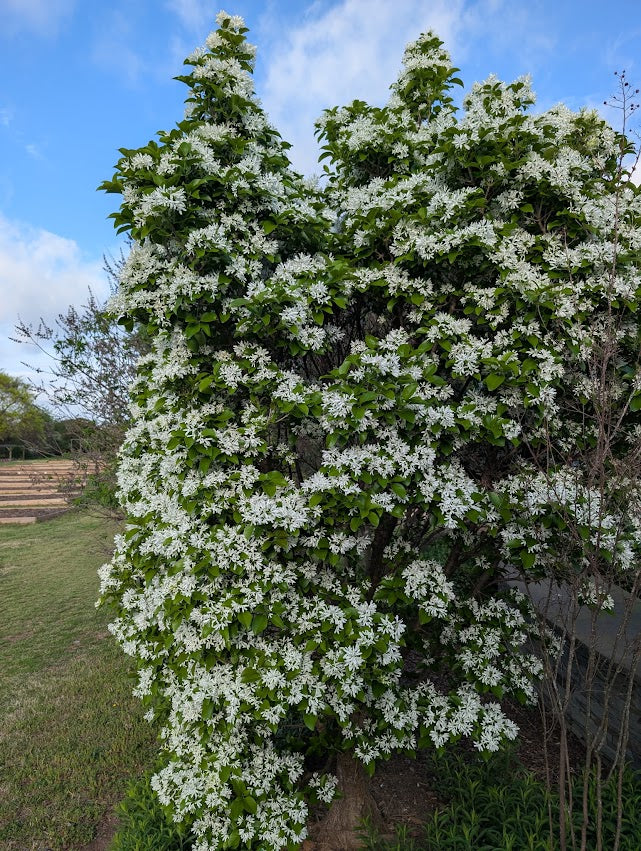 Chionanthus retusus 'Tokyo Tower'