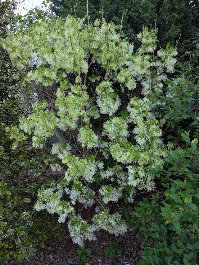 Chionanthus virginicus 'White Knight'